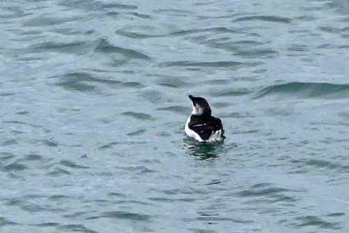 160910-lorc30a-razor-bill