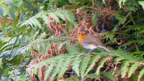 160910-lorc40a-robin-on-bracken