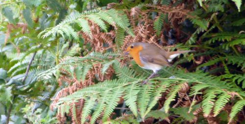 160910-lorc41arobin-on-bracken