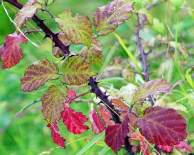 160910-lorc43-bramble-leaves