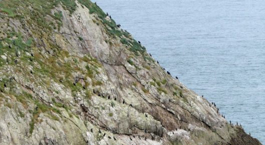 160910-lorc7-cormorants-on-cliff-edge