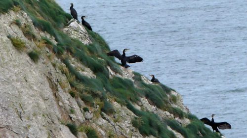 160910-lorc7a-cormorants-on-cliff-edge