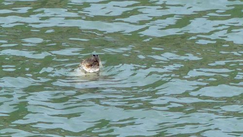 160910-lorc8-grey-seals-nose