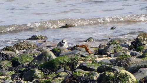 160910-rprc-rhos-point19a-ringed-plover