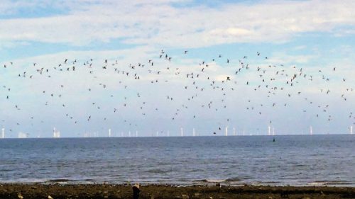 160910-rprc-rhos-point1a-upped-gulls-terns