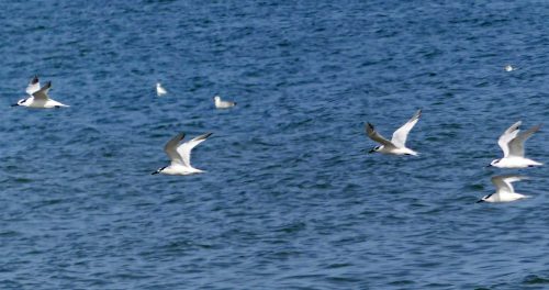 160910-rprc-rhos-point23a-terns-flying