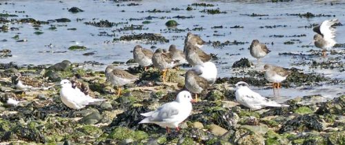 160910-rprc-rhos-point26a-redshanks-sandwich-terns-turnstone