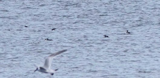 160910-rprc-rhos-point6a-red-throated-divers