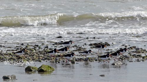 161005-1252-oystercatchers