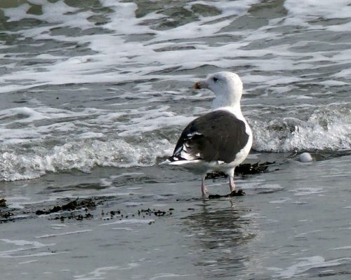 161005-1254-gt-blk-backed-gull