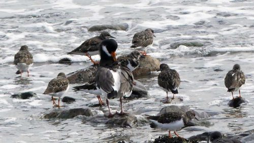 161005-1300-turnstones-oystercatcher-preening