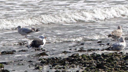 161005-1353-rhos-point-great-blk-bckd-gulls