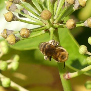 161006-rosrc-ivy-bee-4