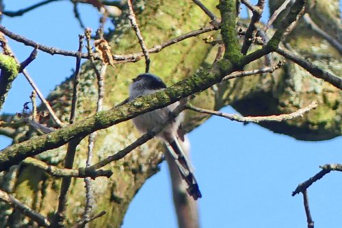 170102-berc-17-long-tailed-tit