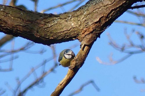 170102-berc-7-blue-tit