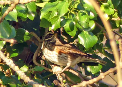 170105-berc-redwing-and-ivy-berries-1b