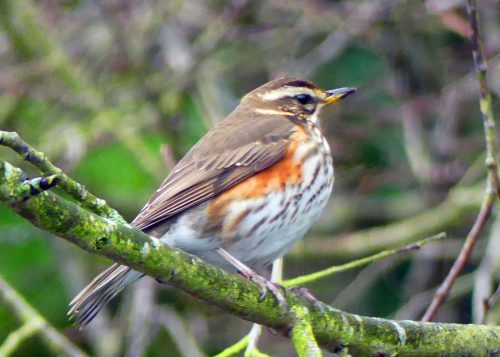 170106-berc03c-redwing
