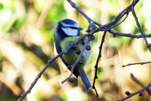250117-blue-tit-front