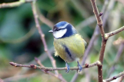 250117-blue-tit-with-dark-brow-4