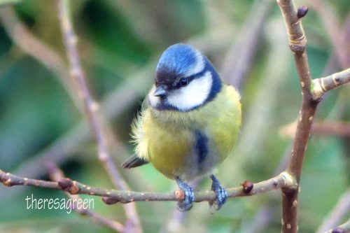 250117-blue-tit-with-dark-brow-9a