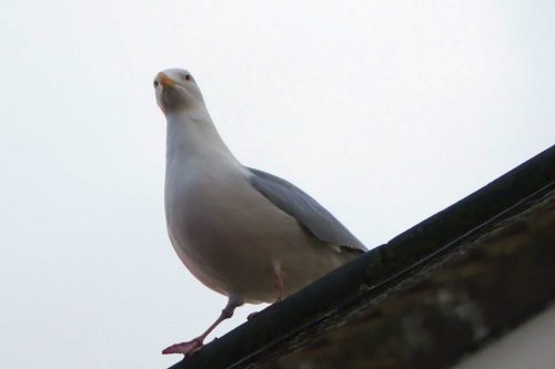 170109-rosrc03-herring-gull-on-roof-edge