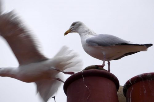 170109-rosrc15-herring-gull-pair