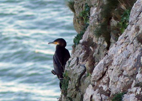 170120-lo-100-cormorant-on-cliff-face-1a