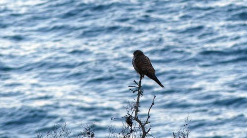 170120-lo-131-kestrel-looking-out-to-sea