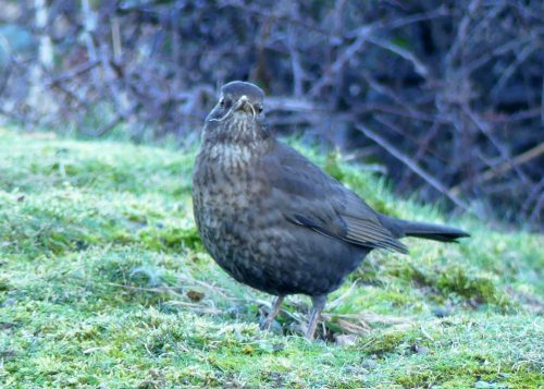 170120-lo-19-blackbird-f-with-grass-in-beak-1