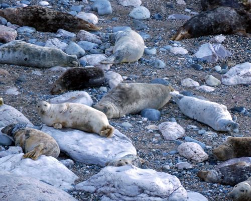 170120-lo-33-grey-seal-poses-1