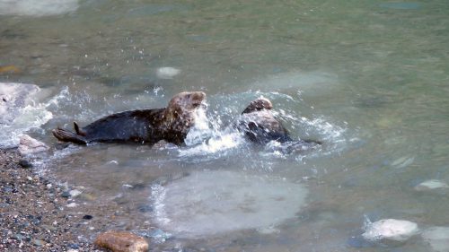 170120-lo-39-grey-seal-interaction-2a