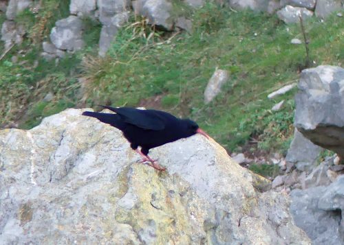 170120-lo-63-1524-chough-at-cliff-base-1a