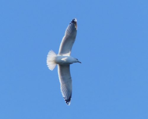 170120-lo-72-gull