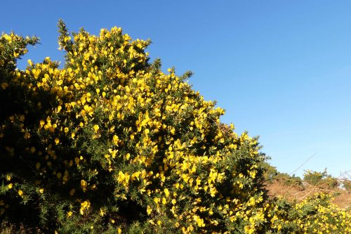 170120-lo-93-glorious-gorse-1a