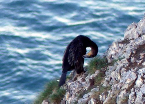 170120-lo-98-1605-cormorant-on-cliff-1a
